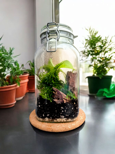 Bepflanzte Gläser - Tropen im Glas für pflegeleichte Dekoration