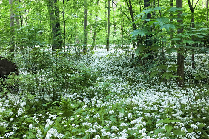 Der Frühling kommt und bringt den Bärlauch mit