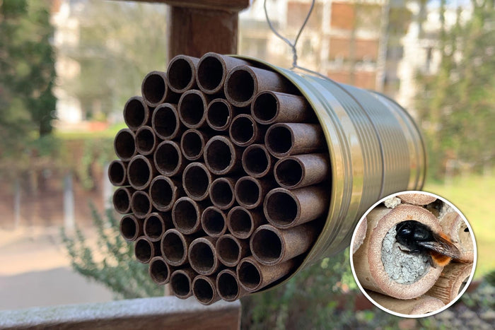 DIY-Idee mit Kindern - Bienenhotel selber bauen