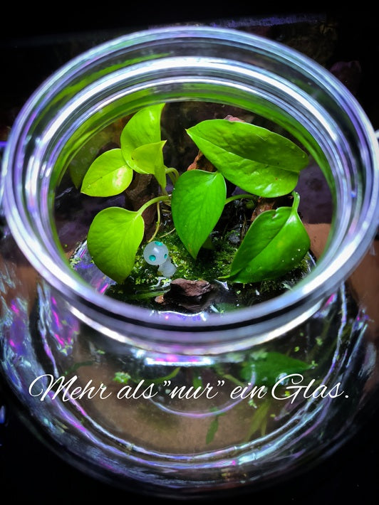 Mini Paludarium im Glas - feuchte Pflanzengläser